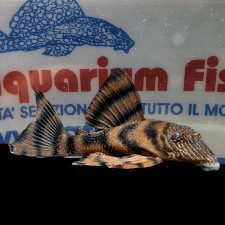 PANAQOLUS SP. L397 RED TIGER PLECO