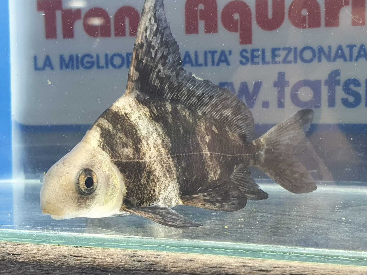 MYXOCYPRINUS ASIATICUS 7 CM