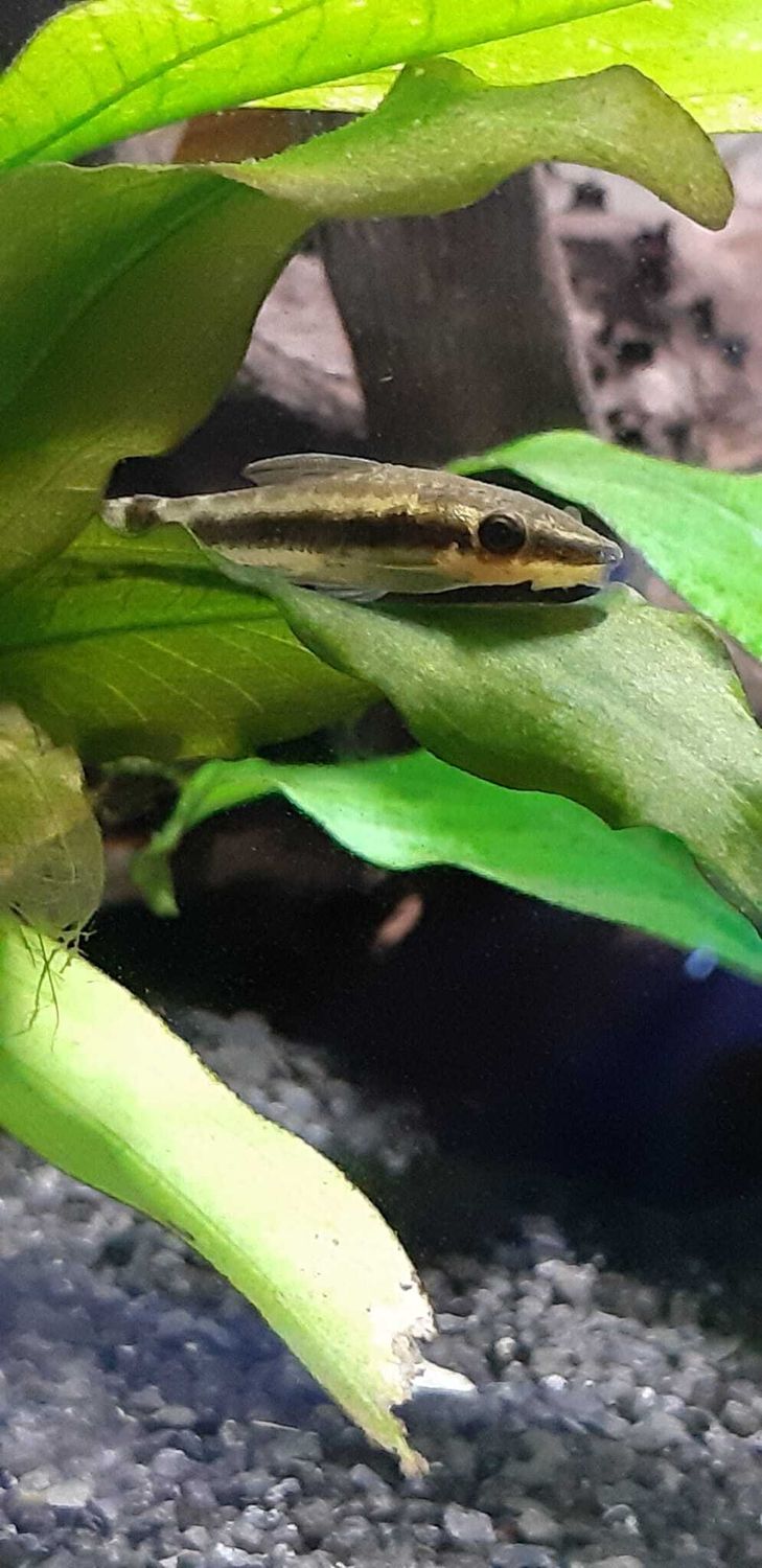 OTOCINCLUS AFFINIS