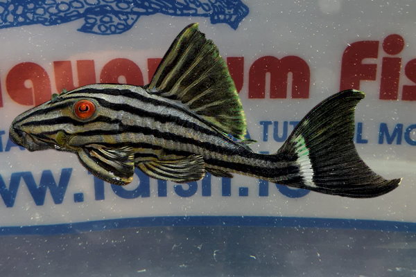 PANAQUE NIGROLINEATUS SM