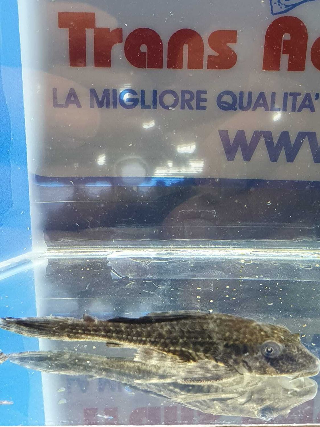 PLECOSTOMUS