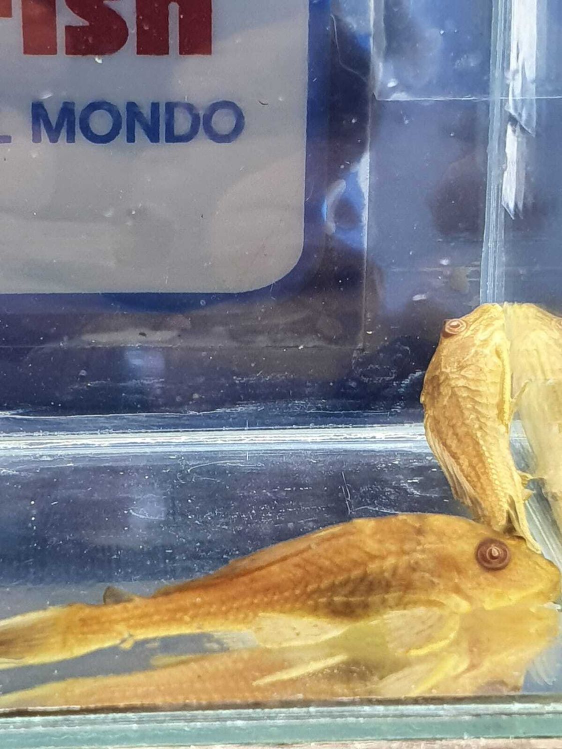 PLECOSTOMUS GOLD 6/7 CM.