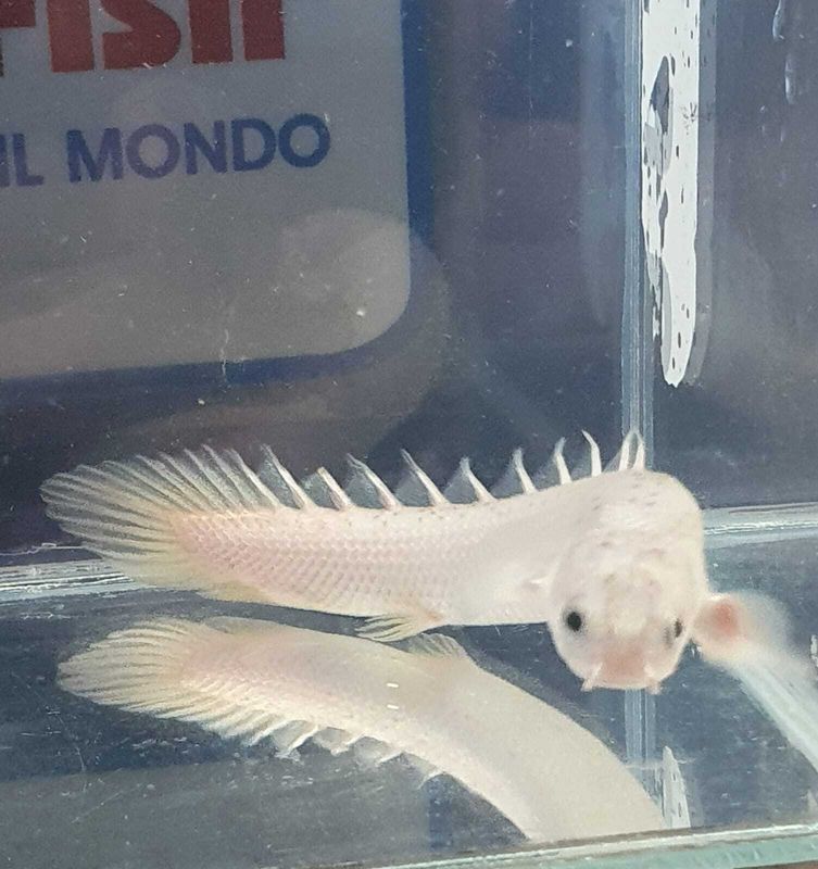 POLYPTERUS SENEGALUS