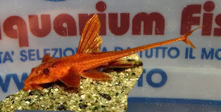 RINELORICARIA SP. RED SM