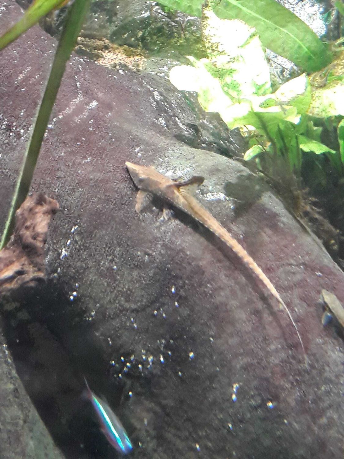 STURIOSOMA SP.