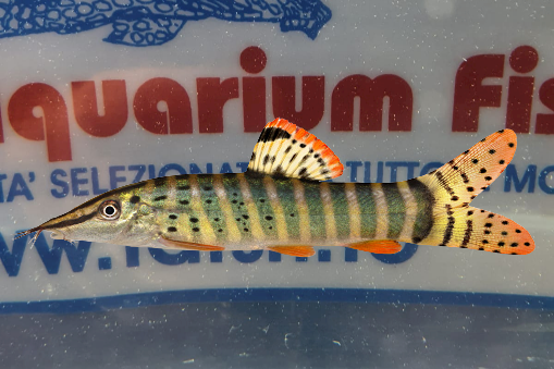 SYNCROSSUS BERDMOREI
