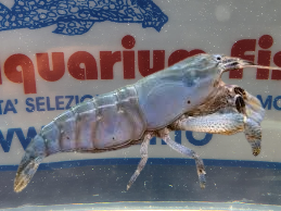 ATYA GABONENSIS