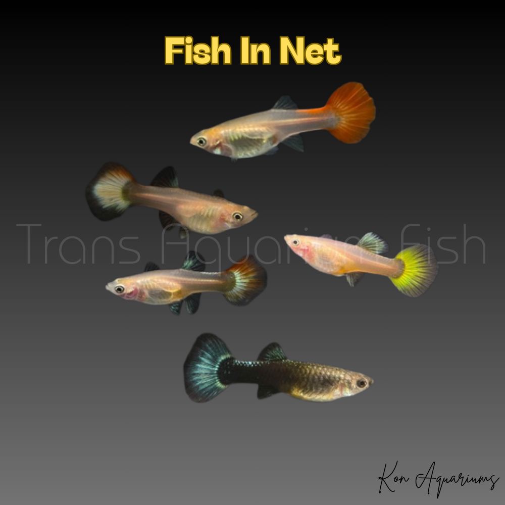 GUPPY FEMMINA COLORI ASSORTITI md