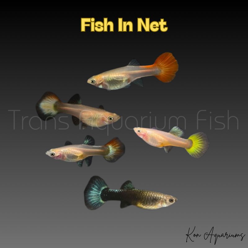 GUPPY FEMMINA COLORI ASSORTITI XXL