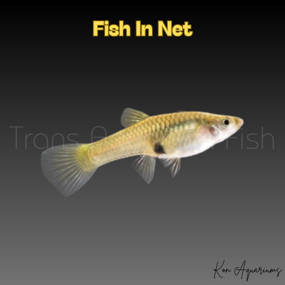 GUPPY FEMMINA ENDLER