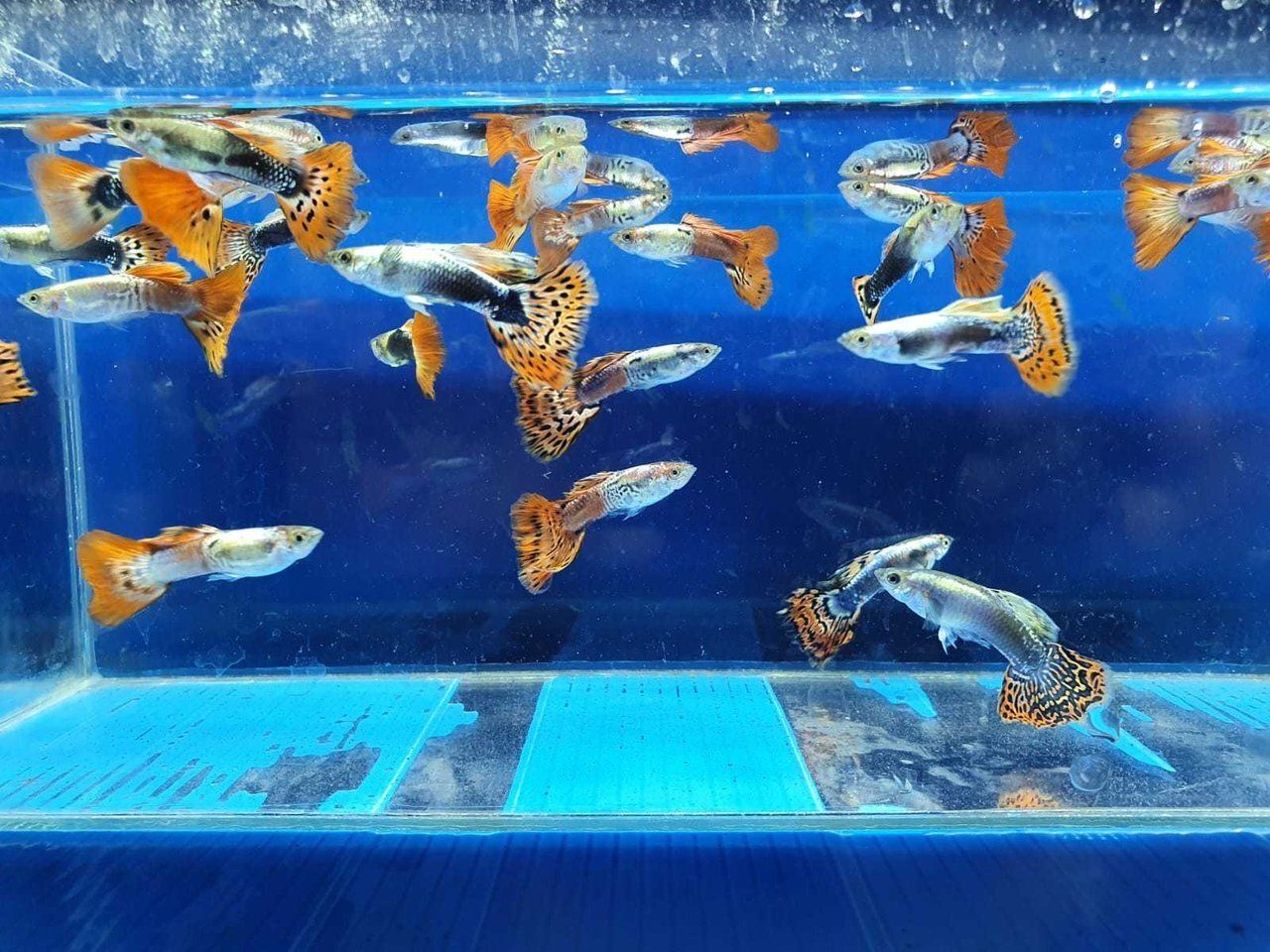GUPPY MASCHIO ASSORTITI RIPRODUZIONE ITALIA