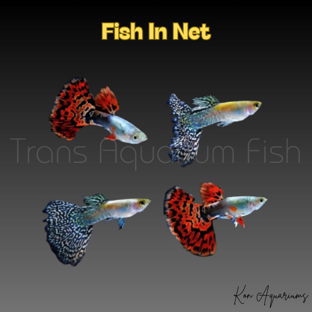 GUPPY MASCHIO ASSORTITI SNAKESKIN