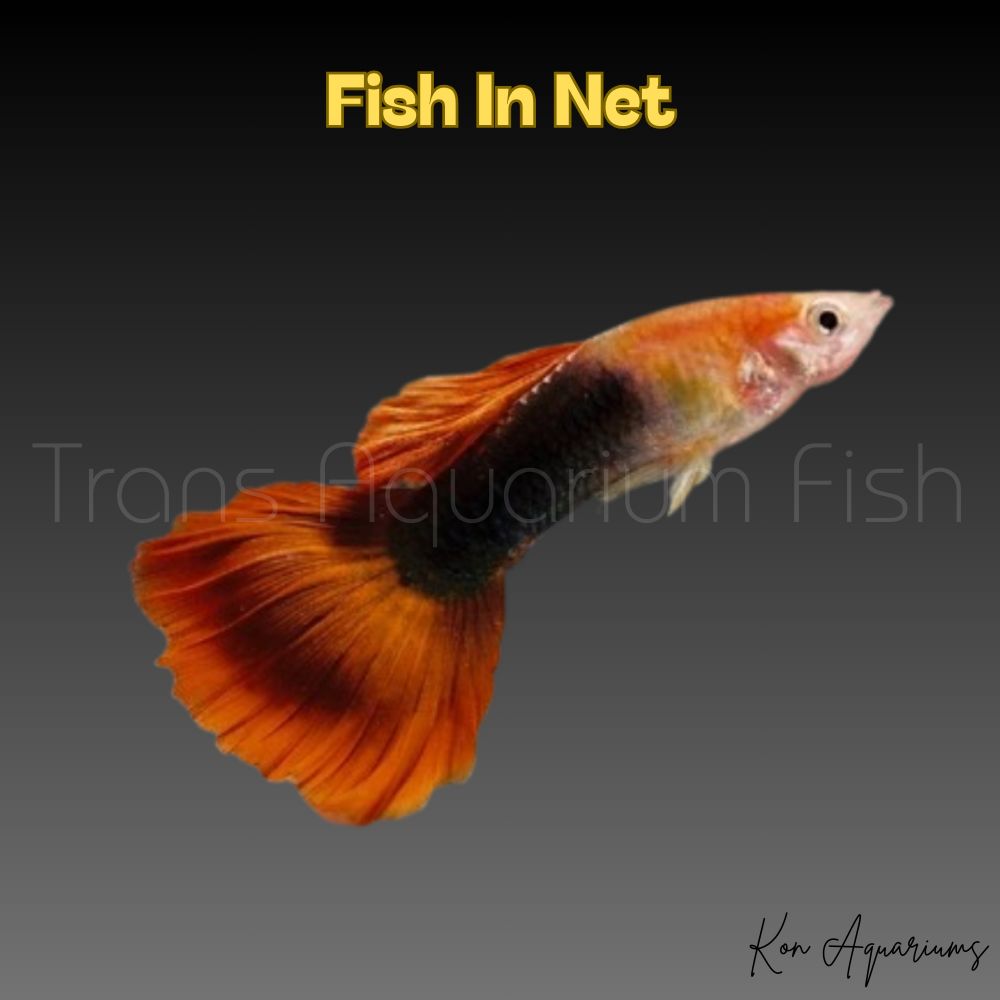 GUPPY MASCHIO ASSORTITI TUXEDO