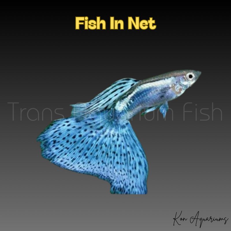 GUPPY MASCHIO BLUEGLASS