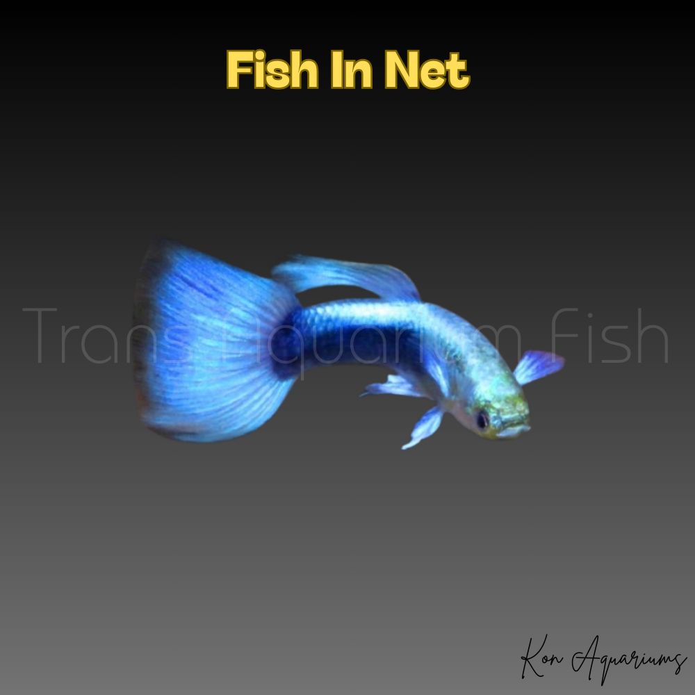 GUPPY MASCHIO BLU METALLIC NEON