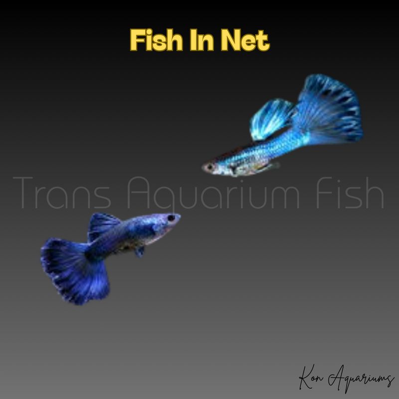GUPPY MASCHIO BLU MIX