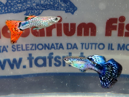 GUPPY MASCHIO COBRA ASSORTITI