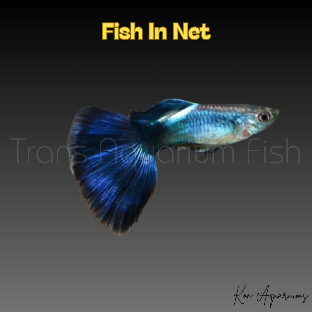 GUPPY MASCHIO DIAMOND BLUE