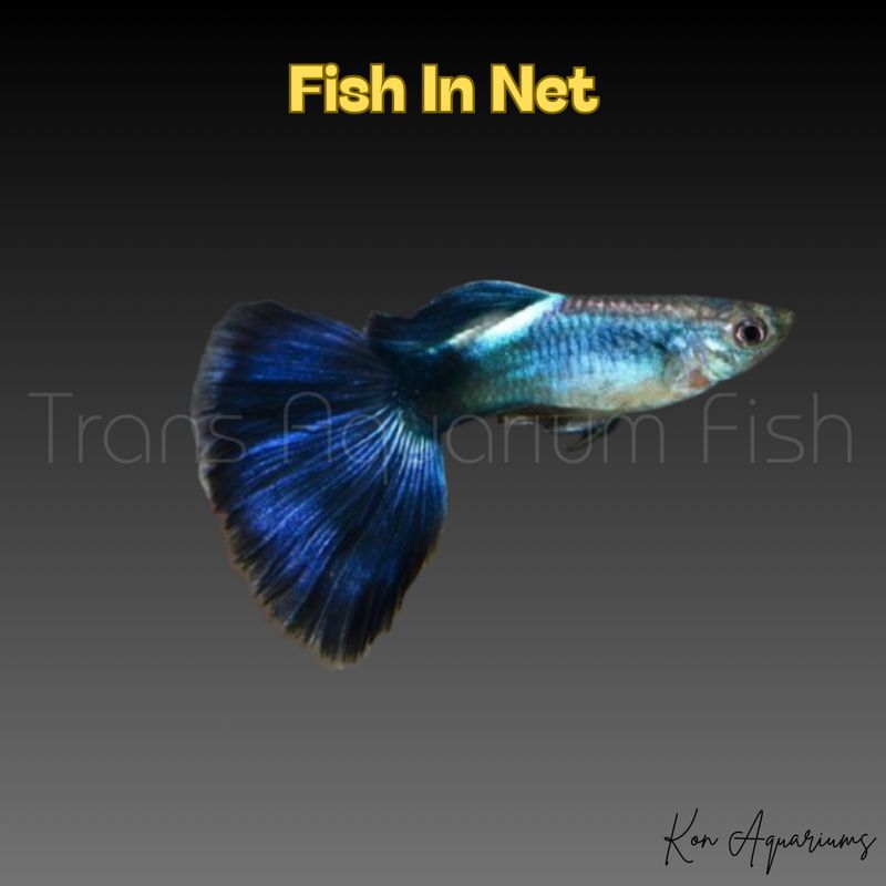 GUPPY MASCHIO DIAMOND BLUE