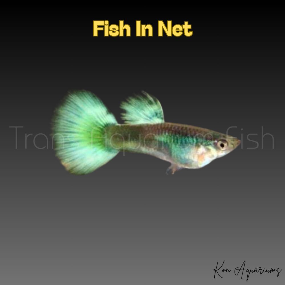 GUPPY MASCHIO DIAMOND GREEN