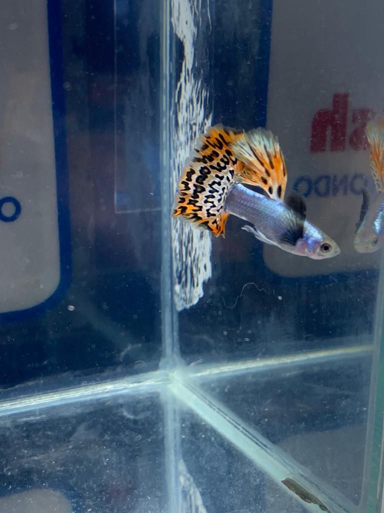 GUPPY MASCHIO DUMBO EARS MULTICOLOR