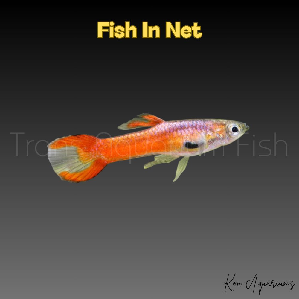 GUPPY MASCHIO ENDLER ORANGE