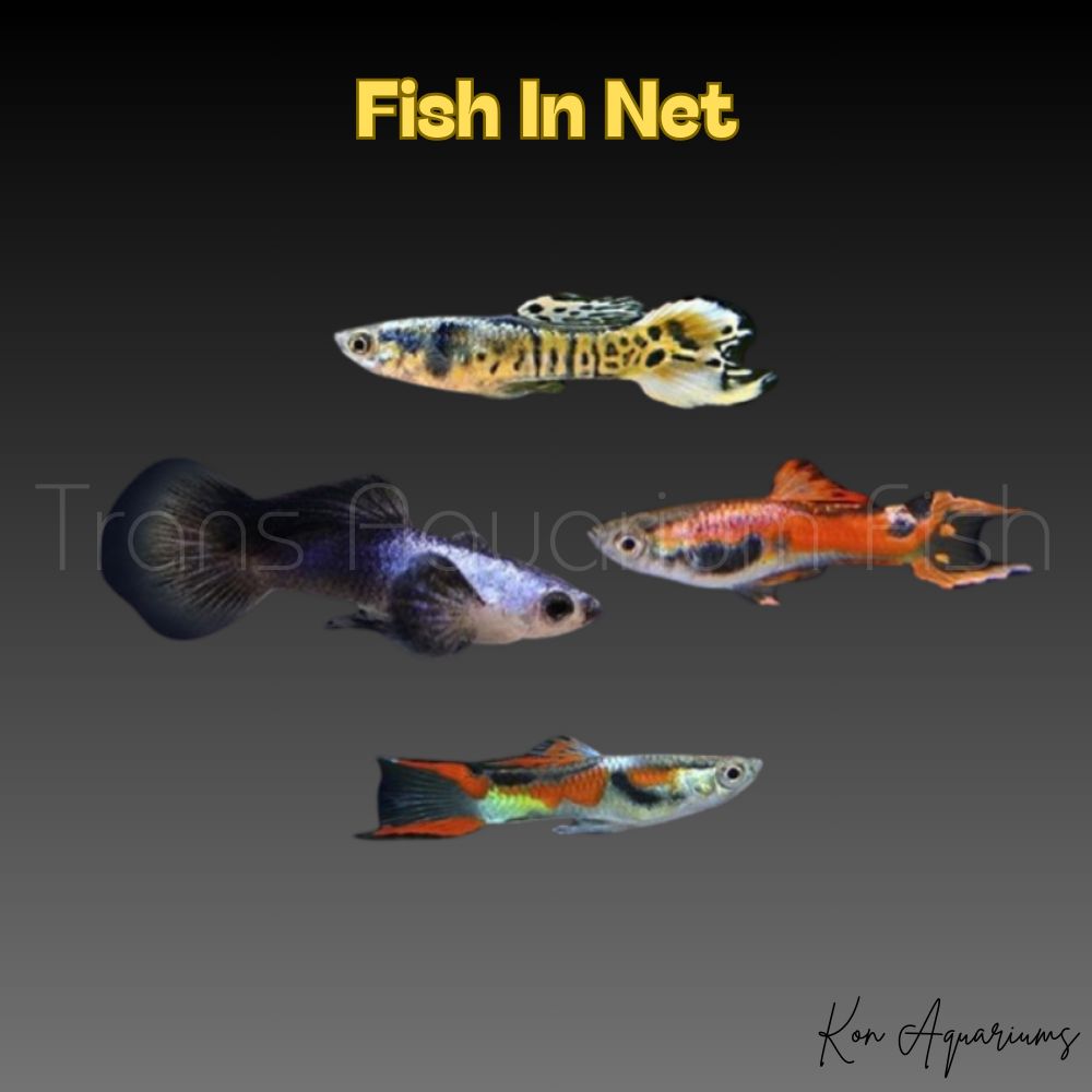GUPPY MASCHIO ENDLER COLORI ASSORTITI