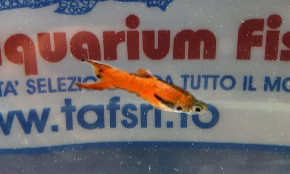 GUPPY MASCHIO ENDLER RED