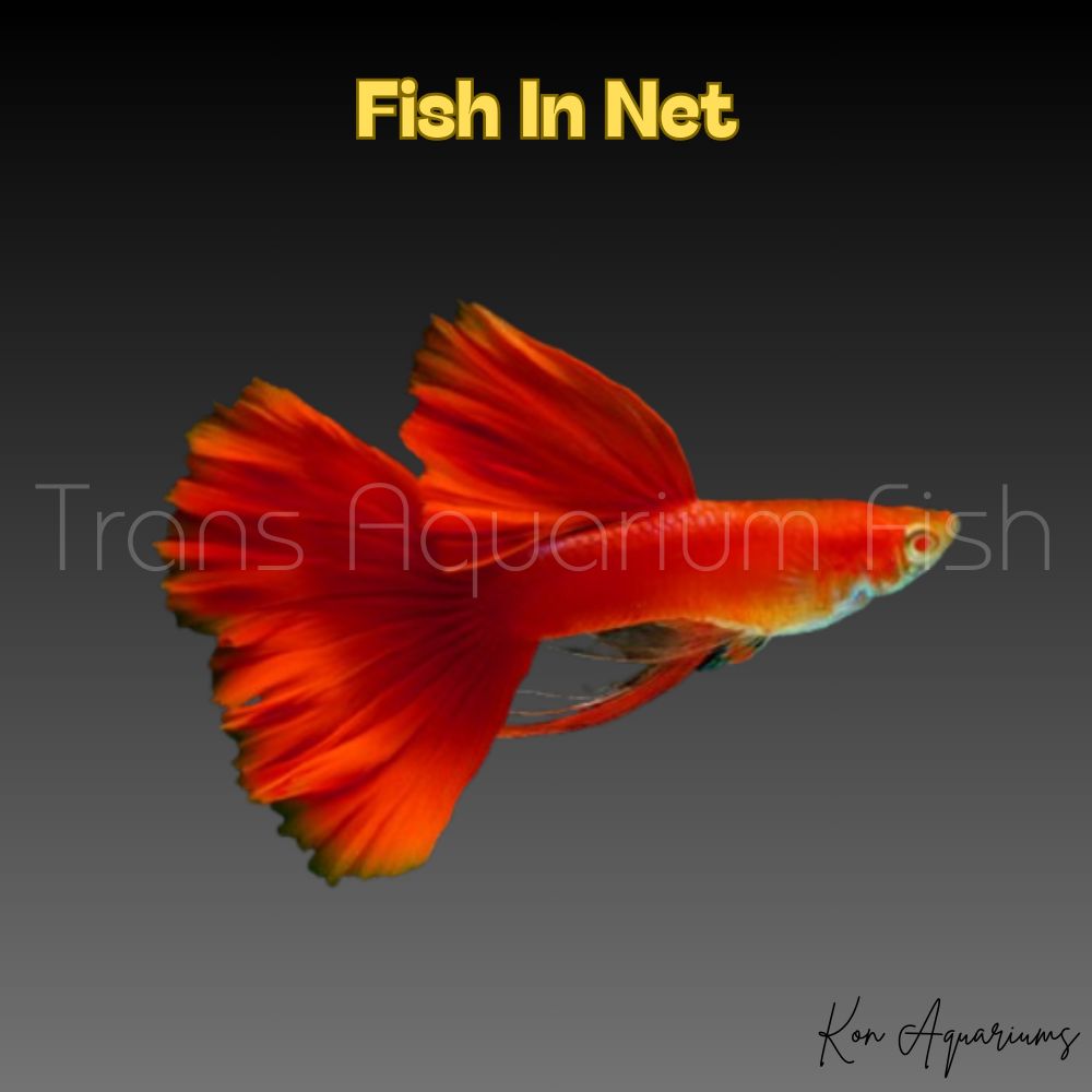 GUPPY MASCHIO FULL RED