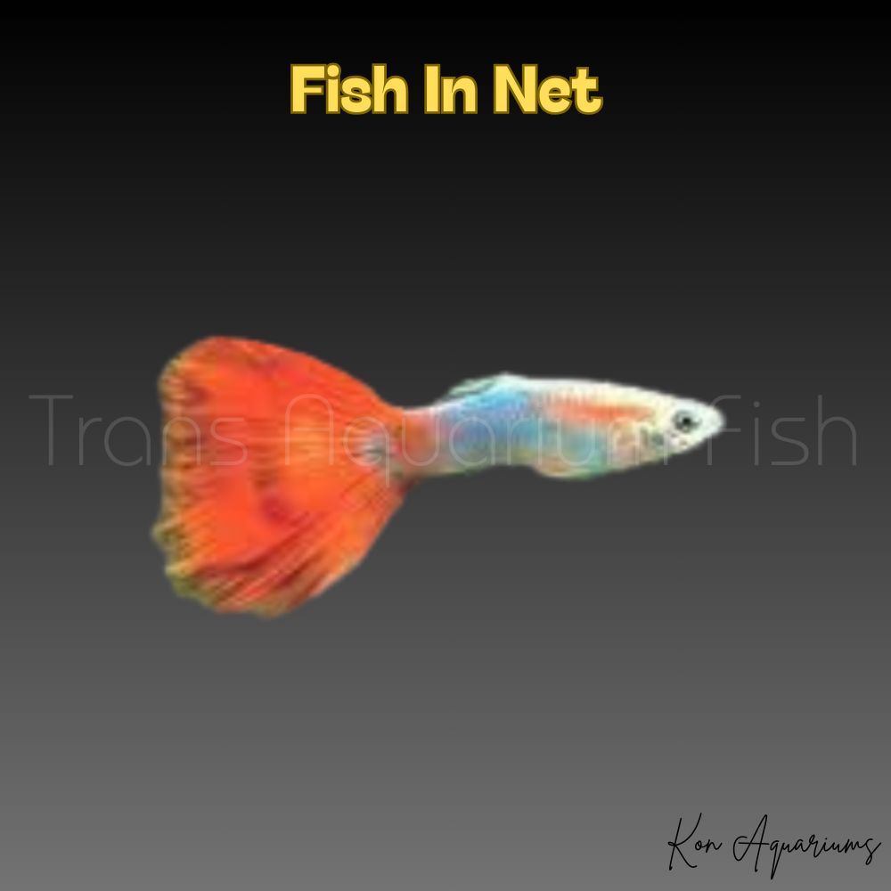 GUPPY MASCHIO GREEN RED TAIL