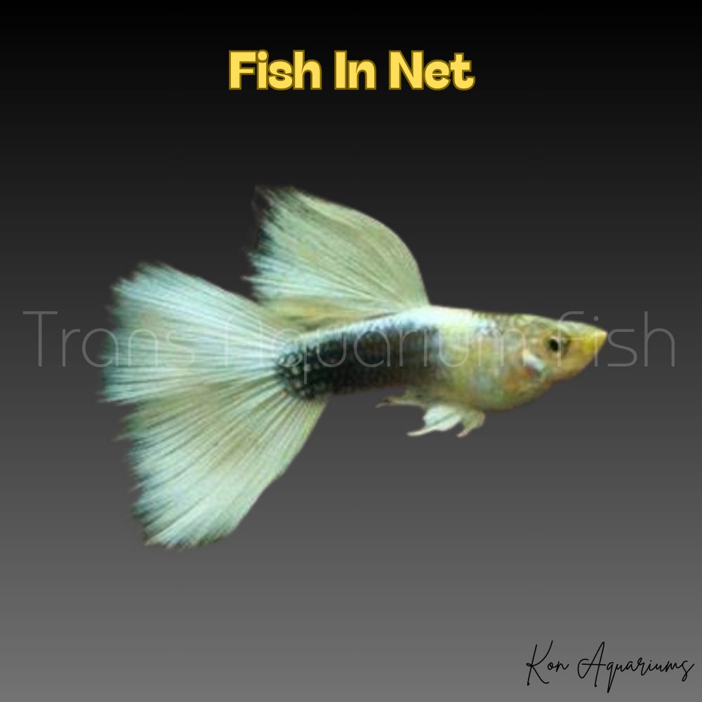 GUPPY MASCHIO H.B.WHITE