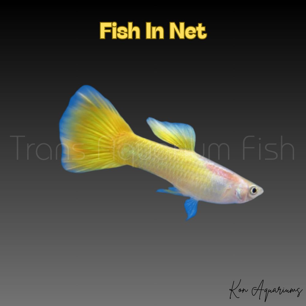 GUPPY MASCHIO LEMON
