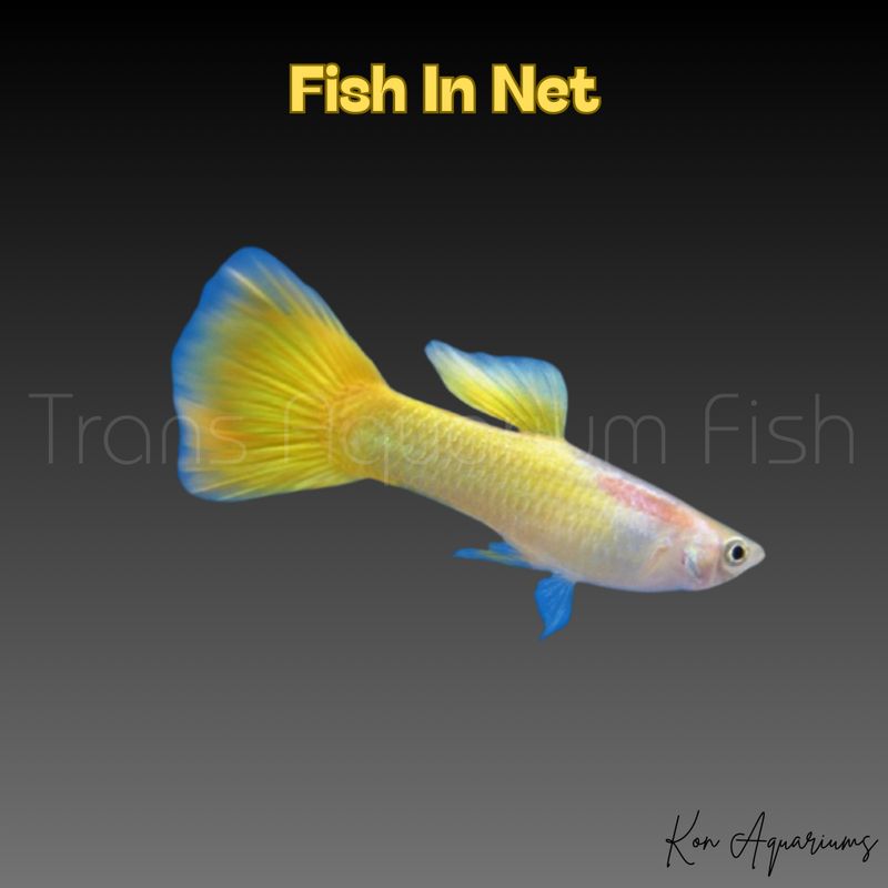 GUPPY MASCHIO LEMON