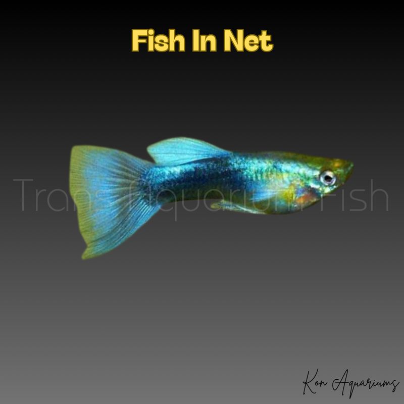 GUPPY MASCHIO METALLIC BLU NEON BLOND