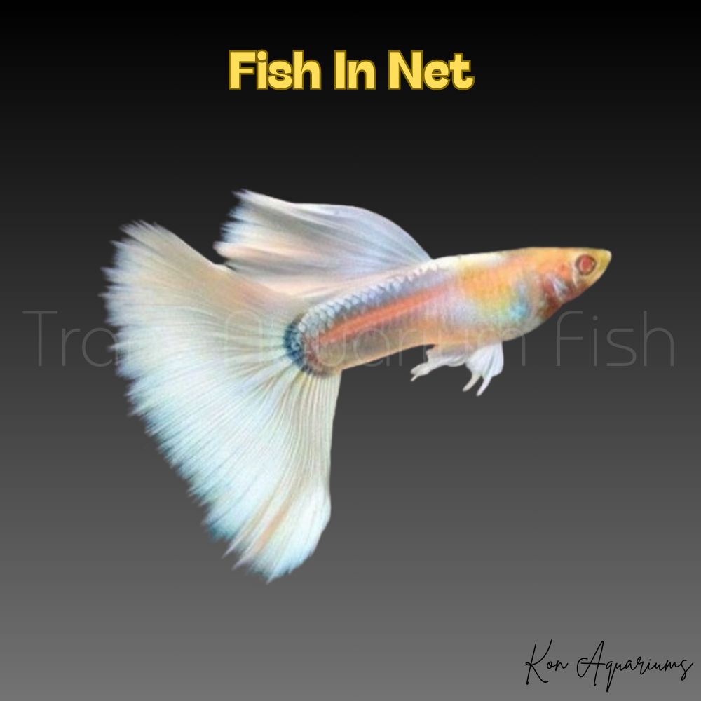 GUPPY MASCHIO PLATINUM ALBINO