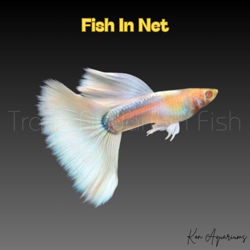 GUPPY MASCHIO PLATINUM ALBINO