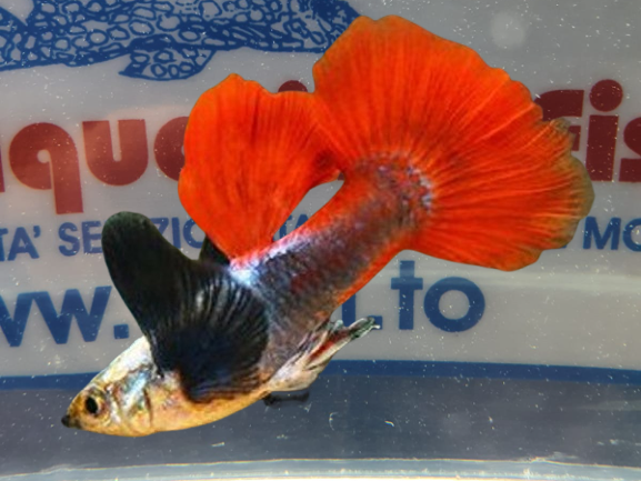 GUPPY MASCHIO SILVER BODY ELEPHANT EAR NEW!