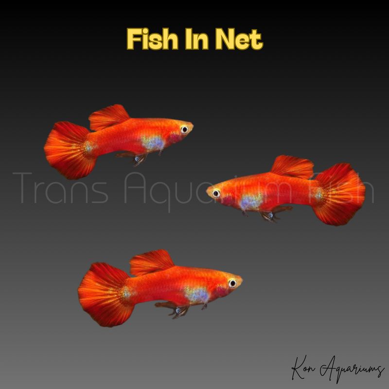 GUPPY MASCHIO RED MIX
