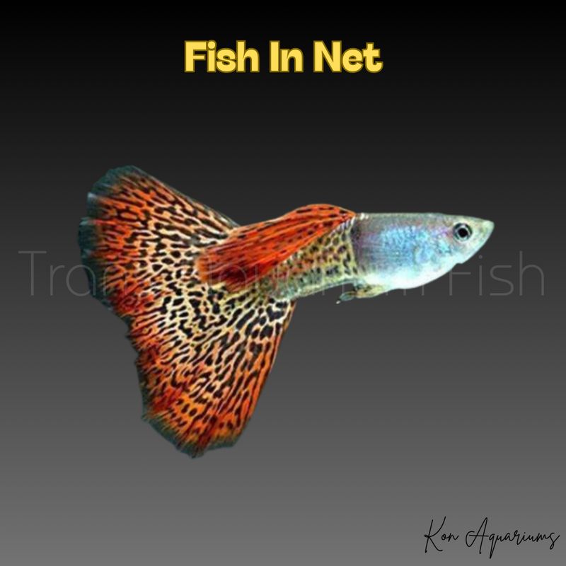 GUPPY MASCHIO SNAKESKIN RED DELTA