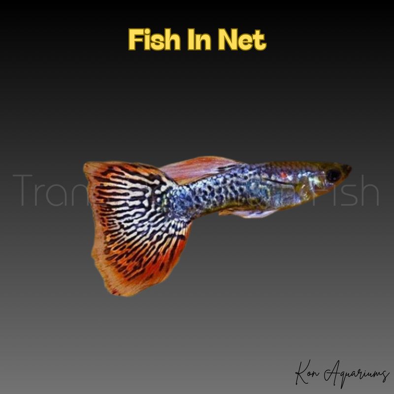 GUPPY MASCHIO TALI