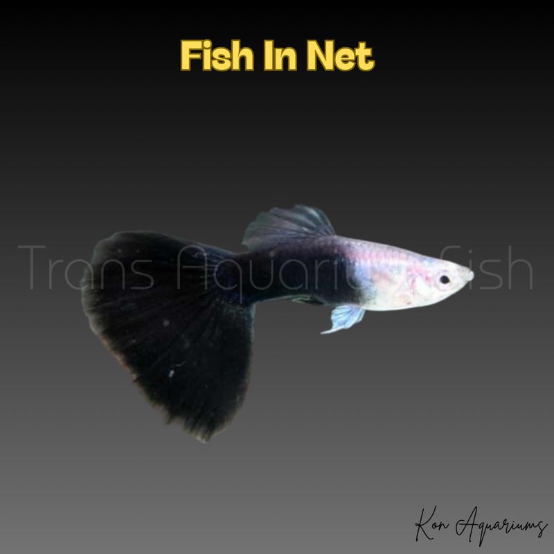 GUPPY MASCHIO TUXEDO BLACK