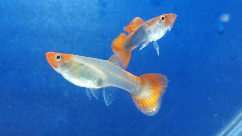 GUPPY RED KOI TUXEDO prezzo cad.