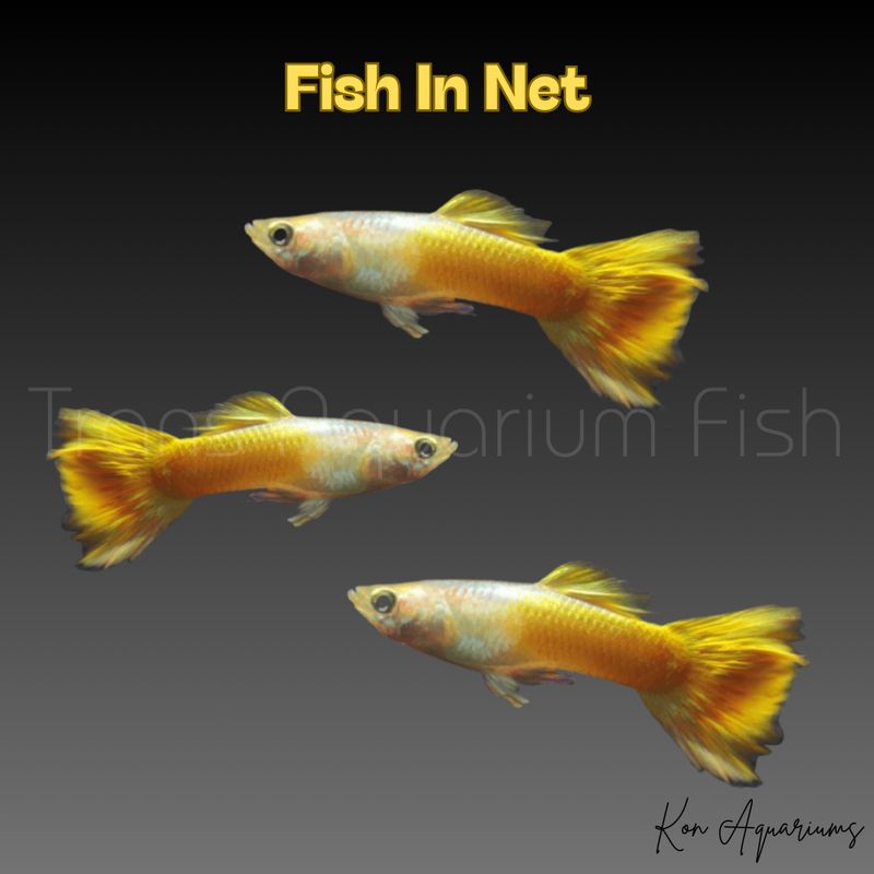 GUPPY MASCHIO YELLOW MIX