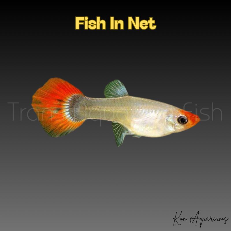 GUPPY RED NOSE TUXEDO prezzo cad.