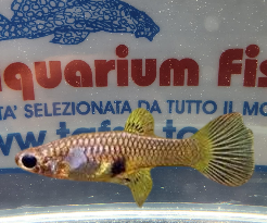 MICROPOECILIA PICTA RED femmina