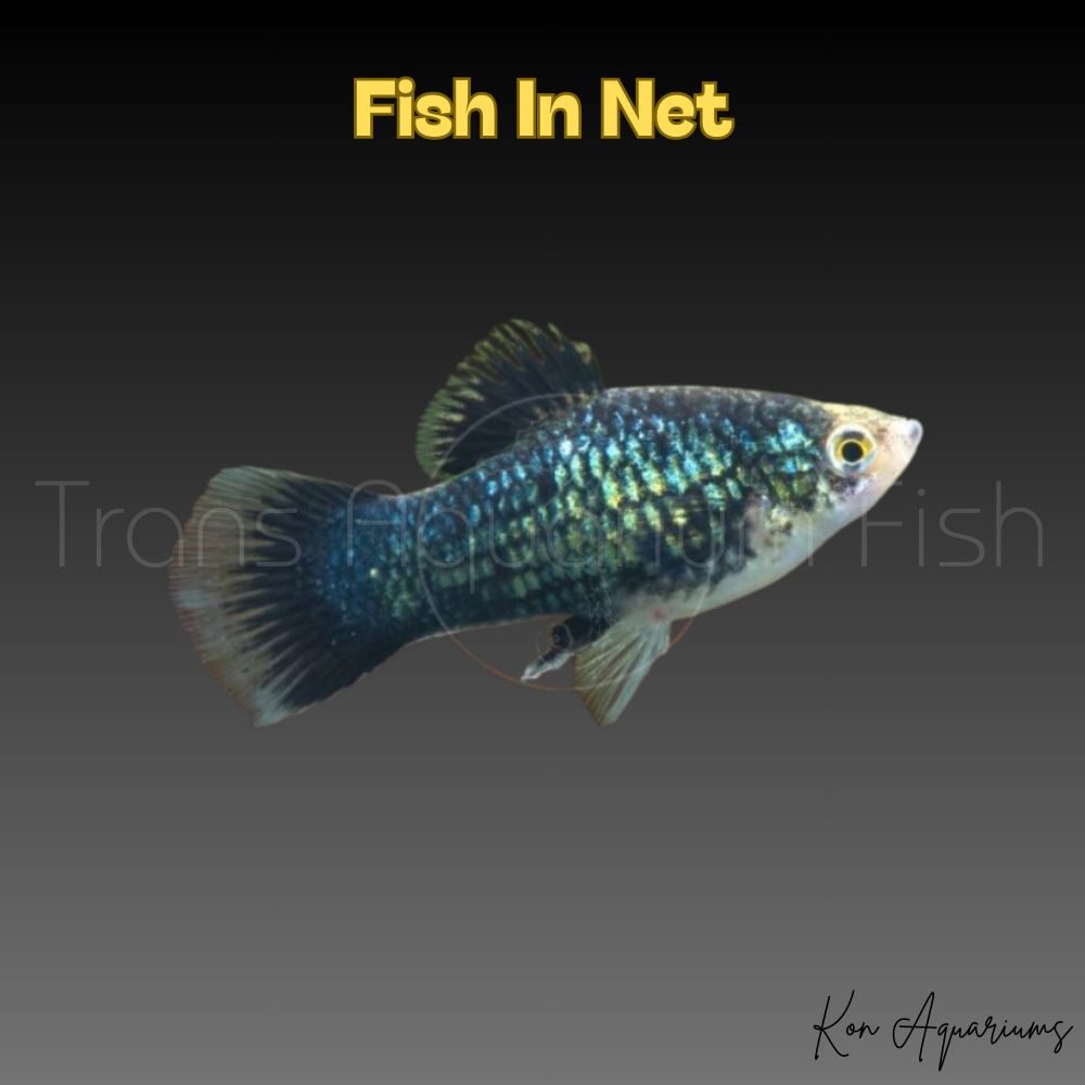 PLATY BLACK