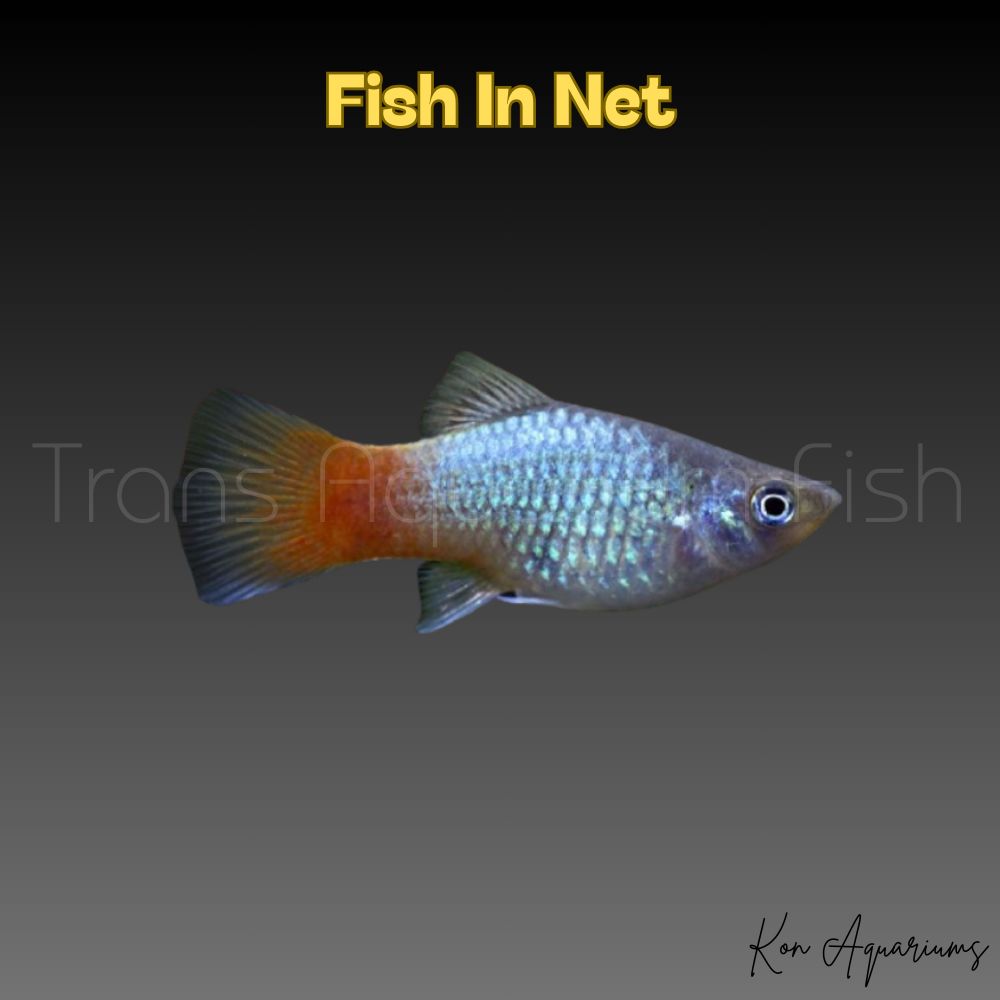 PLATY BLU CORAL