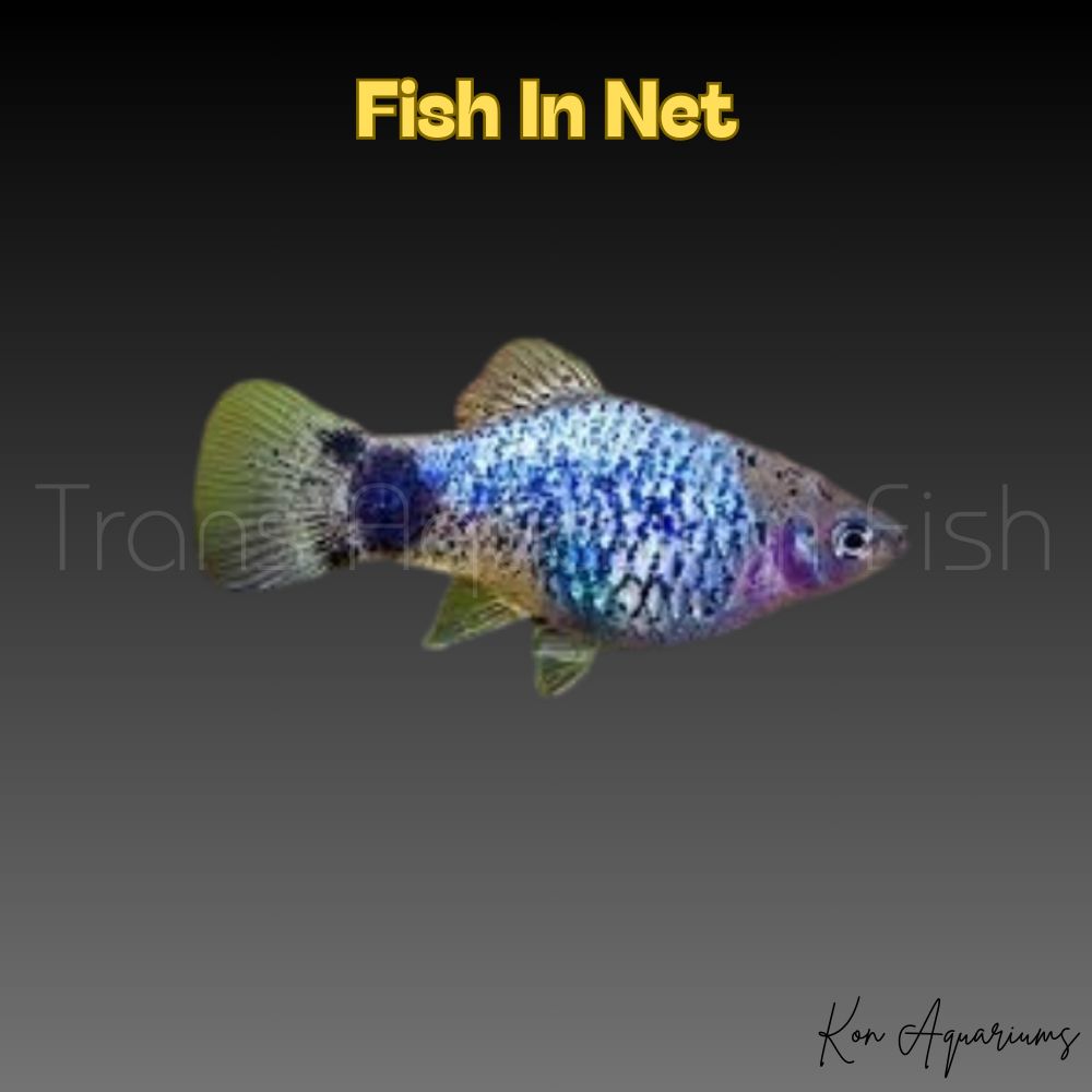 PLATY BLUE CALICO