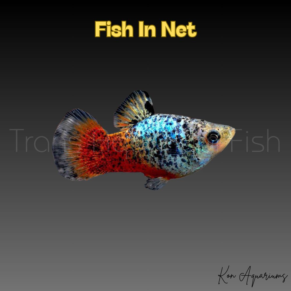 PLATY BLUE CORAL CALICO