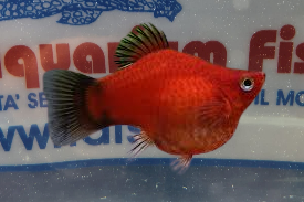 PLATY CORALLO COLORI ASSORTITI